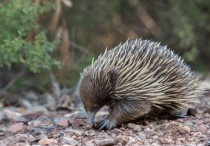 10 個夢見抓鼴鼠的解釋： 夢見地底伸出鼴鼠、夢見鼴鼠進入你家