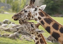 11 個夢見長頸鹿的解釋：夢見長頸鹿說話 、夢見長頸鹿死亡