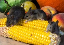 9 個夢見黑鼠的解釋：夢見被黑老鼠追逐 、夢見垂死黑鼠