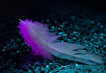 5 個夢見羽毛的解釋：夢見 收集羽毛、夢見失去羽毛