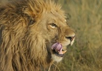 夢見被獅子追趕的 7 個周公解夢：夢到獅子追你跑 、夢見被大獅子追趕