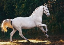 7 個夢見白馬的解釋：夢見死去的白馬、夢見白馬奔跑