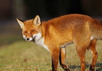 13 個夢見狐狸的解釋：夢見被狐狸擁抱、夢見抓狐狸