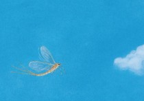 夢見蜉蝣的 6 個周公解夢含義