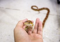 13 個夢見殺蛇的象徵和含義解釋