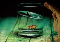 夢見鲫魚的 8 個周公解夢：夢見吃鲫魚、夢見鲫魚襲擊