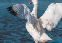 9 個夢見天鵝的解釋：夢見一群天鵝一起游泳 、夢見天鵝攻擊