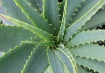 夢見蘆薈的 8 個周公解夢：夢到吃蘆薈、夢見種植蘆薈