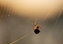 5 個夢見蜘蛛的解釋：夢見被蜘蛛咬、夢見蜘蛛黏在身上