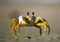 13種螃蟹夢境解讀：夢見螃蟹襲擊、夢見抓到一隻螃蟹、夢見吃螃蟹