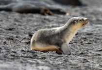 5 個夢見海獅死去的解釋：夢見被海獅追趕 、夢見被海獅咬傷