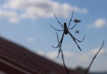 5 個夢見藍蜘蛛的解釋：夢見藍蜘蛛追你 、夢見殺死藍蜘蛛