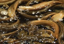 11 個​夢見泥鰍的解釋：夢見鰍魚逃跑 、夢見烹煮泥鰍