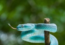 5 個夢見殺死藍蛇的解釋：夢見一條死藍蛇、夢見藍蛇逃跑