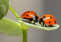 15 個夢見大蟲子的解釋：夢見一隻大蟲子在空中飛翔 、夢見養大蟲子