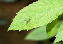 25 個夢見蚊子的解釋，夢到食物裡的蚊子代表什麼徵兆？