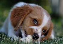 8 個夢見養狗的解釋：夢見有一隻深情的狗、夢見有一隻黑狗