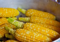 16 個夢見玉米的解釋：夢見種植玉米 、夢見玉米農場