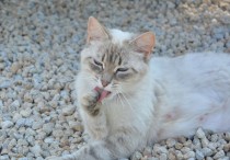 5 個夢見貓便便的象徵和含義解釋