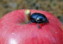 13 個夢見黑蟲子的解釋：夢見一群黑色蠕蟲、夢見黑蟲穿衣服