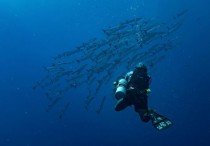 11 個夢見被拯救的解釋，夢到復活垂死植物代表什麼徵兆？