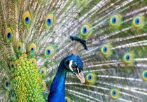 10 個夢見孔雀的解釋：夢見撿孔雀羽毛、夢見與孔雀對視