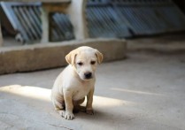 23 個夢見狗受傷的解釋：夢見一隻黑狗受傷、夢見一隻白狗受傷