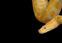 5 個夢見殺死黃蛇的解釋：夢見有人殺了一條黃蛇、 夢見死黃蛇