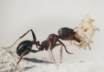 14 個夢見螞蟻的象徵和含義解釋