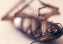 12 個夢見踩到蟑螂的解釋：夢見家人踩到蟑螂、夢見踩到蟑螂爆炸