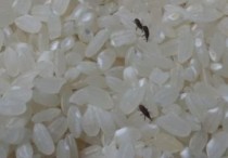 7 個夢見稻蟲的解釋，夢到擺脫稻蟲代表什麼徵兆？
