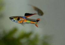 9 個夢見鯽魚的解釋，夢到鱸魚捕魚代表什麼徵兆？