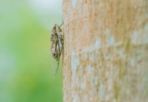 11 個夢見蟬的解釋：夢見收知了 、 夢見蟬飛