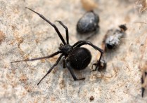 21 種黑蜘蛛夢境的含義：夢見大而死的黑蜘蛛、夢見黑蜘蛛、夢見黑蜘蛛出來