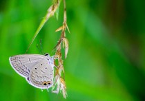 31 個夢見飛蛾的解釋：夢見森林中飛蛾、夢見嘴裡有飛蛾