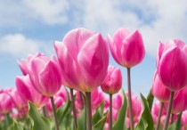 5 個夢見粉紅色的花的解釋：夢見收到粉紅色的花、夢見送粉紅色的花