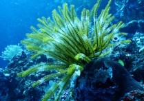 10 個夢見藻類的含義總結：夢見藻類搖曳、夢見海藻、夢見收穫海藻
