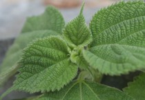 10 個夢見紫蘇葉的解釋：夢見枯萎芝麻葉、夢見丟掉芝麻葉