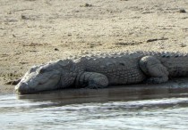 14 個夢見鱷魚的解釋：夢見養鱷魚、 夢見與鱷魚搏鬥