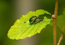8 個夢見害蟲的象徵和含義解釋