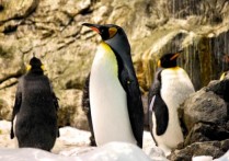 9 個夢見企鵝的解釋：夢見企鵝被攻擊或吃掉、夢見白企鵝