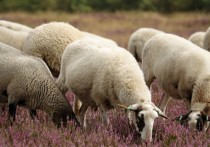 13 個​夢見羔羊的解釋：夢見失落羊群、 夢見羊群說話