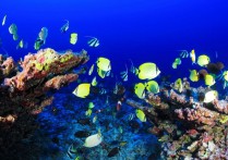 7 個夢見熱帶魚的解釋：夢見一條巨大的熱帶魚、夢見許多熱帶魚