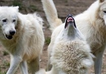 13 個夢見狼的解釋：夢見被狼追趕、夢見抓到狼