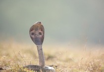 5 個夢見棕色的蛇的解釋：夢見遇到棕色的蛇、夢見棕色的蛇進入你的房子