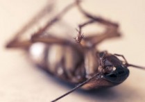 13 個夢見殺死蟑螂的象徵和含義解釋