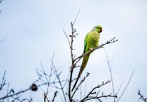 17 個夢見飼養鸚鵡的解釋：夢見鸚鵡垂死、夢見鸚鵡無法模仿馬