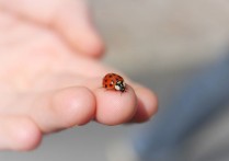 10 個夢見蟲子的解釋，夢到糞便中的蟲子代表什麼徵兆？
