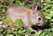 20 個夢見兔子的解釋： 夢見拯救一隻兔子、夢見吃兔子