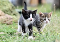 8 個夢見被抓傷的象徵和含義解釋